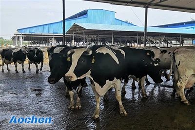 AOCHEN 고무 매트: 젖은 미끄러짐 위험을 해결하기 위한 안전하고 매끄러운 통로를 만드세요